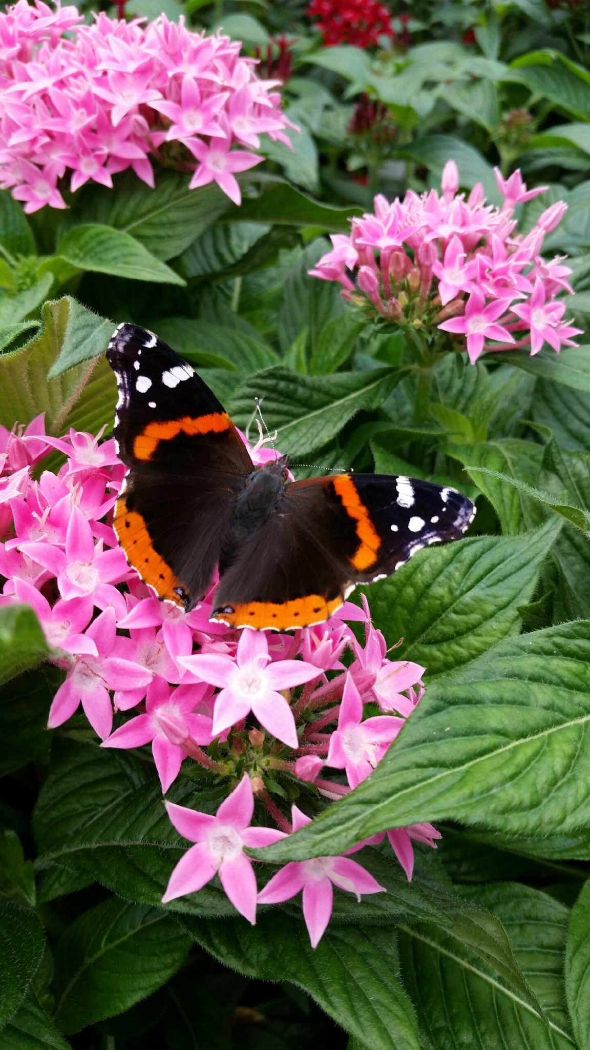 butterflies-and-their-host-plants-abide-a-while